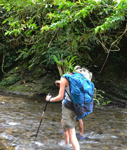 Jungle Trekking in Bukit Lawang