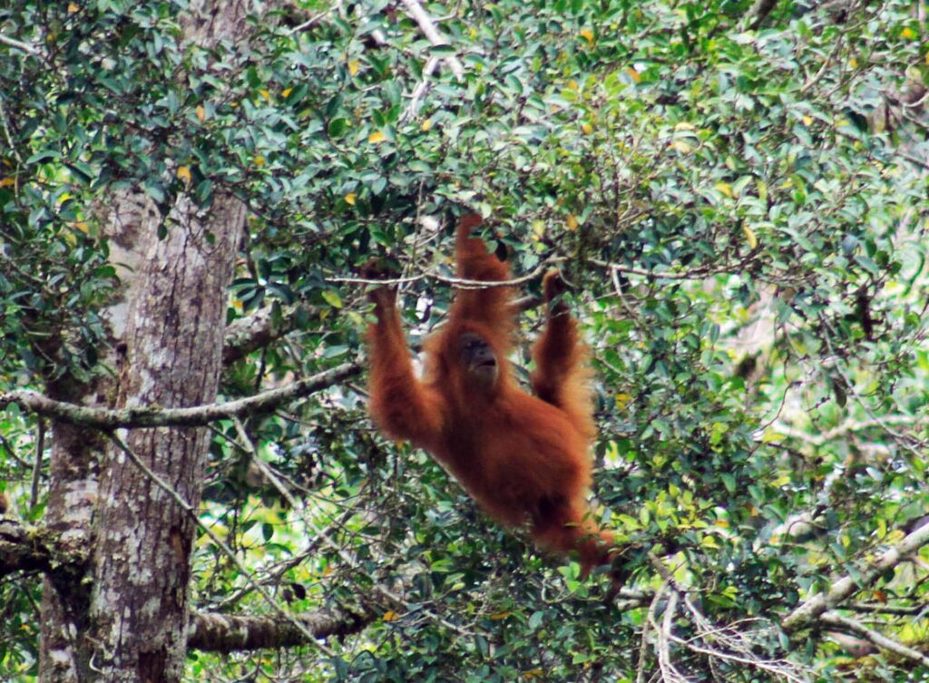 Trekking Orangutan Suamtra