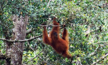 Trekking Orangutan Suamtra