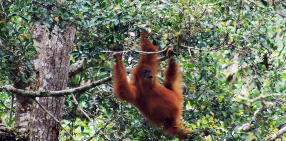 Trekking Orangutan Suamtra