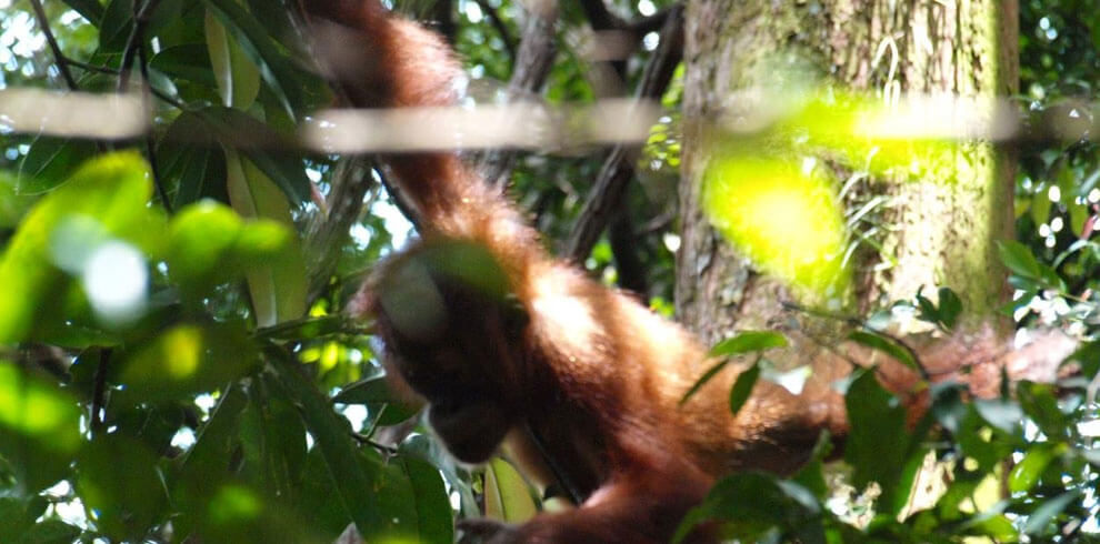 Bahorok Orang Utan