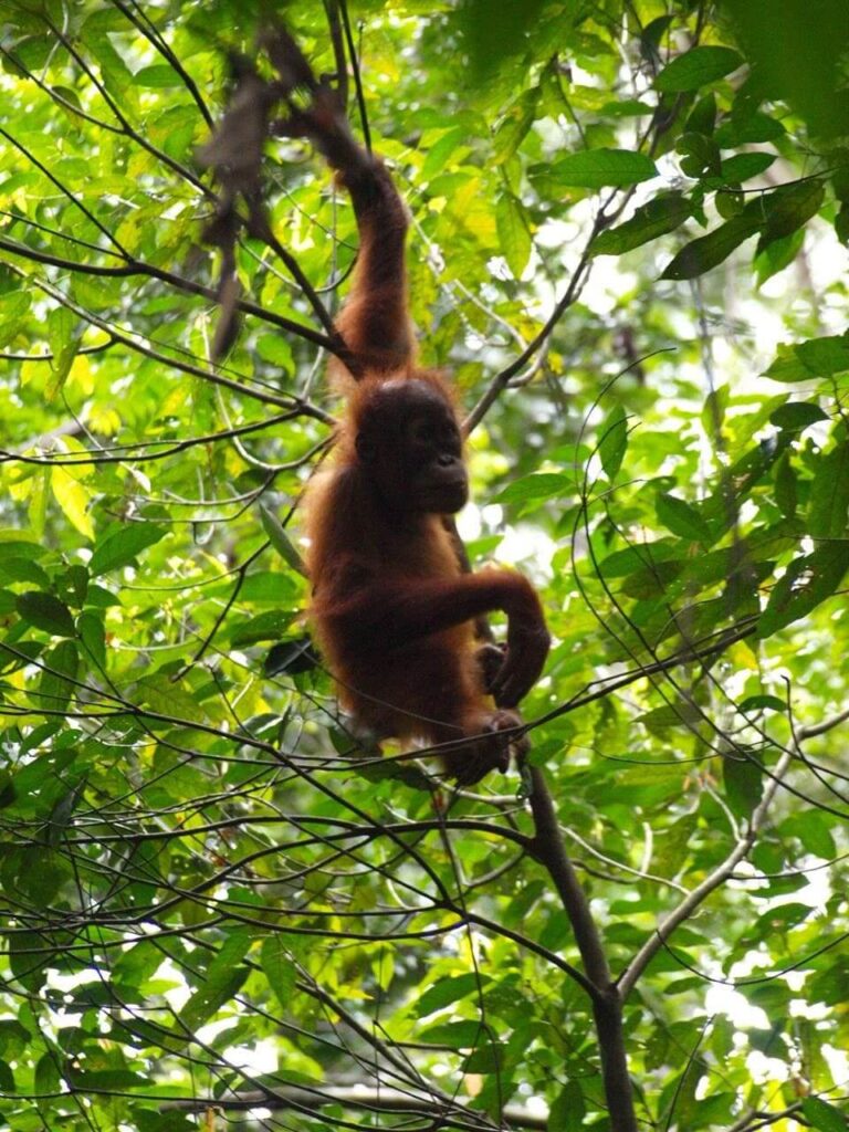 Full Day Bahorok Orang Utan Tour