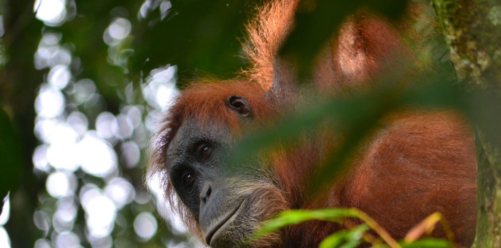 Orang Utan in Bukit Lawang North Sumatra