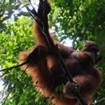 Bukit Lawang and Lake Toba Tour