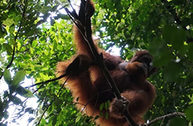 Bukit Lawang and Lake Toba Tour