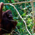Full Day Bahorok Orang Utan Trekking Tour