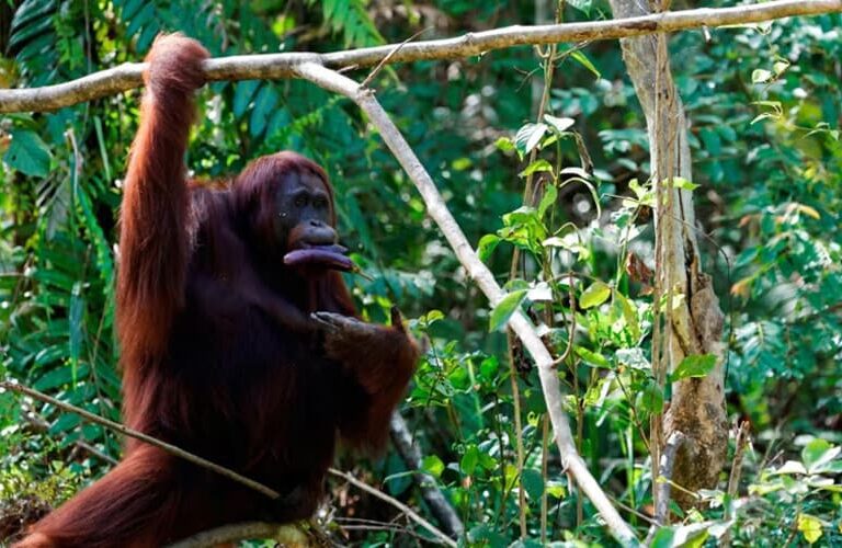Full Day Bahorok Orang Utan Trekking Tour