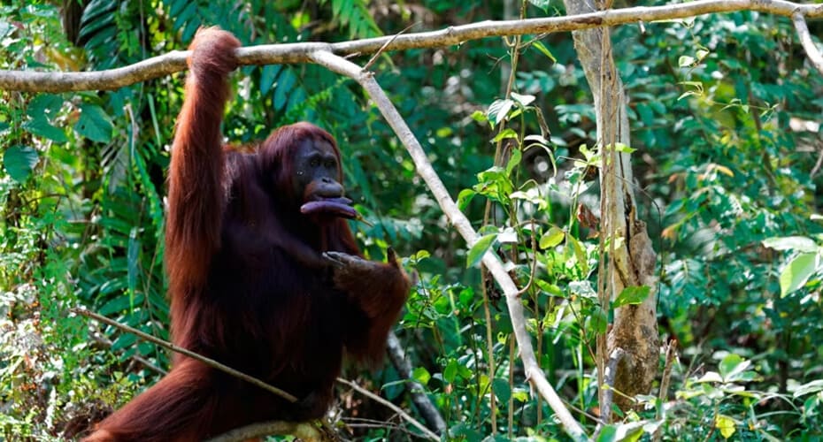 Full Day Bahorok Orang Utan Trekking Tour